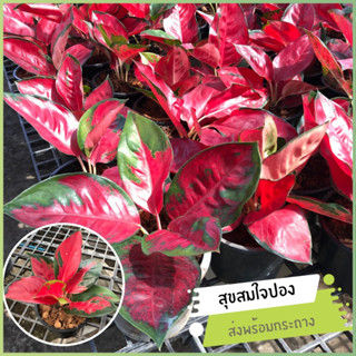 อโกลนีมา สุขสมใจปอง  Aglaonema Suksom Jaipongตระกูลอโกลนีมาราชาแห่งไม้ประดับ ฟอร์มสวย ใบสวย ปลูกแล้วดี