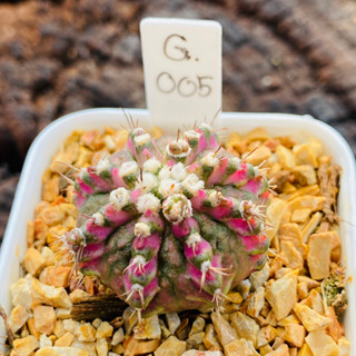 ยิมโนด่าง GYmno variagata seedings ขนาดกระถาง 3 นิ้ว (จัดส่งทั้งกระถาง) กระบองเพชร Cactus ต้นไม้สวยงาม