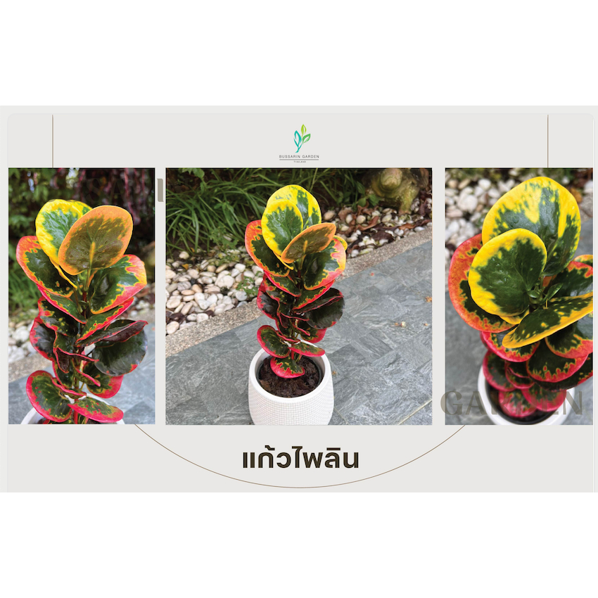 ต้นโกสนพันธุ์ แก้วไพลิน  ไซส์เล็ก กระถาง 5″ สูง 15-20 เซนติเมตร ซื้อ 10 แถม 1  (จัดส่งแบบถอดกระถาง+รับประกันสินค้า)