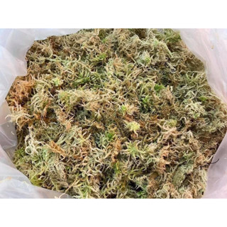 สแฟกนั่มมอส sphagnum moss 1 kg.