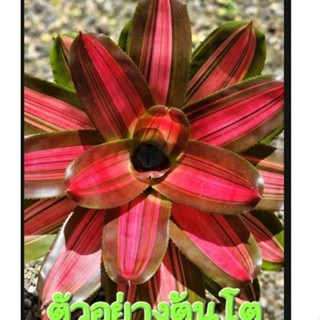 สับปะรดสี Bromeliad Neoregelia Cookie  จำนวน 1 ต้น จัดส่งแบบถอดกระถาง ต้นไม้สวยงาม ฟอกอากาศ ต้นไม้มงคล