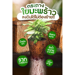 กระถางใยมะพร้าว แบบชุด5ชิ้น 10ชิ้น ระบบรากเดินดีมาก ย่อยสลายได้ตามธรรมชาติเมื่อนำลงดิน น้ำซึมไหลผ่านได้ดี