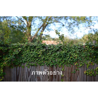 ต้นตีนตุ๊กแก ไม้ประดับเลื้อยผนังบ้าน รากเดินดี พร้อมกระถาง 5-6"