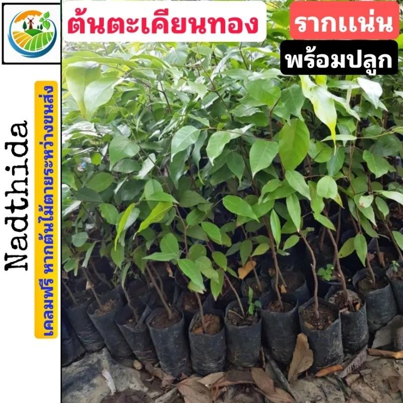 ต้นตะเคียน 30-35 ซม. ตะเคียนทอง