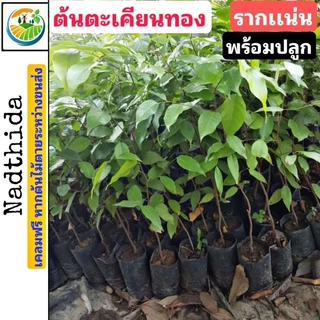 ต้นตะเคียน 30-35 ซม. ตะเคียนทอง