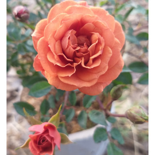 กุหลาบหนู"Teddy Bear Rose"