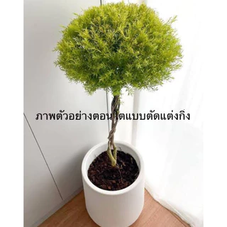 ต้นหลิวทอง กระถาง6" ต้นสวยๆ