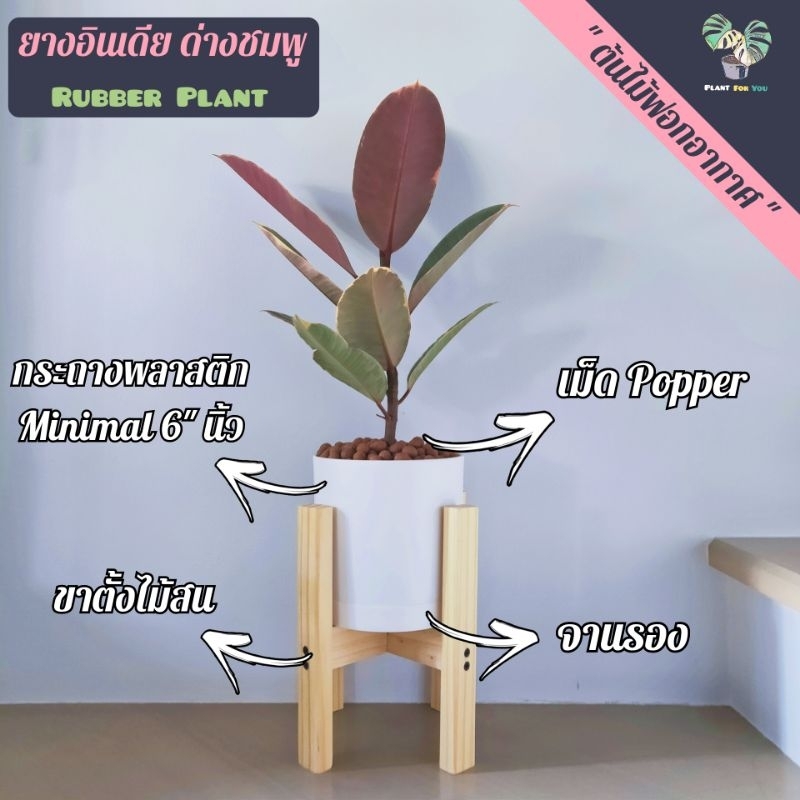 ต้นยางอินเดีย"ด่างชมพู" (Rubber Plant)(ต้นไม้ฟอกอากาศ)ต้นสูง30-45 ซม.พร้อมกระถาง Minimal 6"+จานรอง+เม็ดPopper+ขาตั้ง