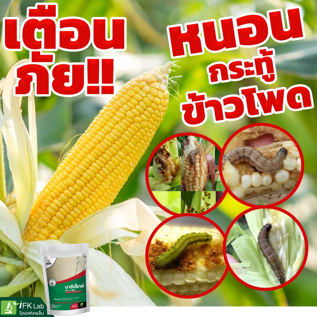 🌽กำจัดหนอน ยาฆ่าหนอนกระทู้ระบาดในข้าวโพด🌽ให้เด็ดขาด บาซีเร็กซ์ ปกป้องผลผลิตเพิ่มกำไรให้เกษตรกร