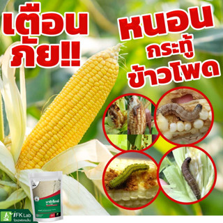 🌽กำจัดหนอนกระทู้ระบาดในข้าวโพด🌽ให้เด็ดขาด บาซีเร็กซ์ ปกป้องผลผลิตเพิ่มกำไรให้เกษตรกร