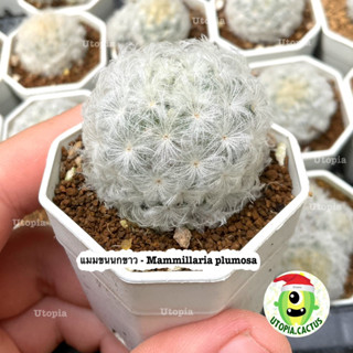 แมมมิลาเรีย ขนนกขาว - (Mammillaria plumosa) แคคตัส กระบองเพชร Utopia