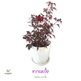 ชบาเมเปิ้ล Cranberry Hibiscus (F06) กระถาง 5.5 นิ้ว เพาะรักษ์ #edible flower #ดอกไม้กินได้