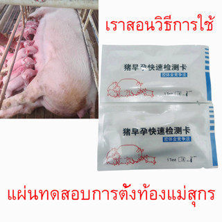 แผ่นทดสอบการตั้งท้องสำหรับแม่สุกร ที่ตรวจการตั้งท้องหมู ตรวจตั้งครรภ์หมู แม่หมู ฟาร์มหมู