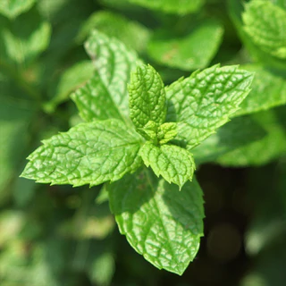Mathieu Teisseire น้ำเชื่อมกลิ่นกรีนมินท์ 700 มล. (Green Mint Syrup) ไซรัปสำหรับค็อกเทล ม็อกเทล โซดา มิลค์เชค และของหวาน