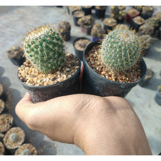 🌵💥โคลัมเบียน่า 💥🌵 Mammillaria columbiana ไม้เมล็ด ขนาด  3-5 ซม. ต้นกระบองเพชร ต้นแคคตัส (แคคตัส กระบองเพชร)