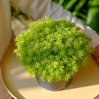 Treeno.9 T311 แพรทอง ไม้มงคล (Gold Moss Sedum) กระถางแขวน 8 นิ้ว / สูง 20-25 ซม. / ไม้ประดับ (ต้นไม้)