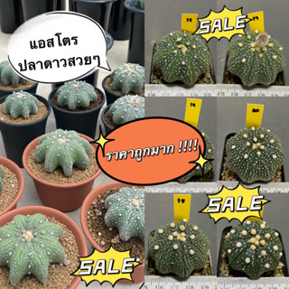 แคคตัส แอสโตรปลาดาว (Astrophytum super kabuto) สวนนายธีร์ B2