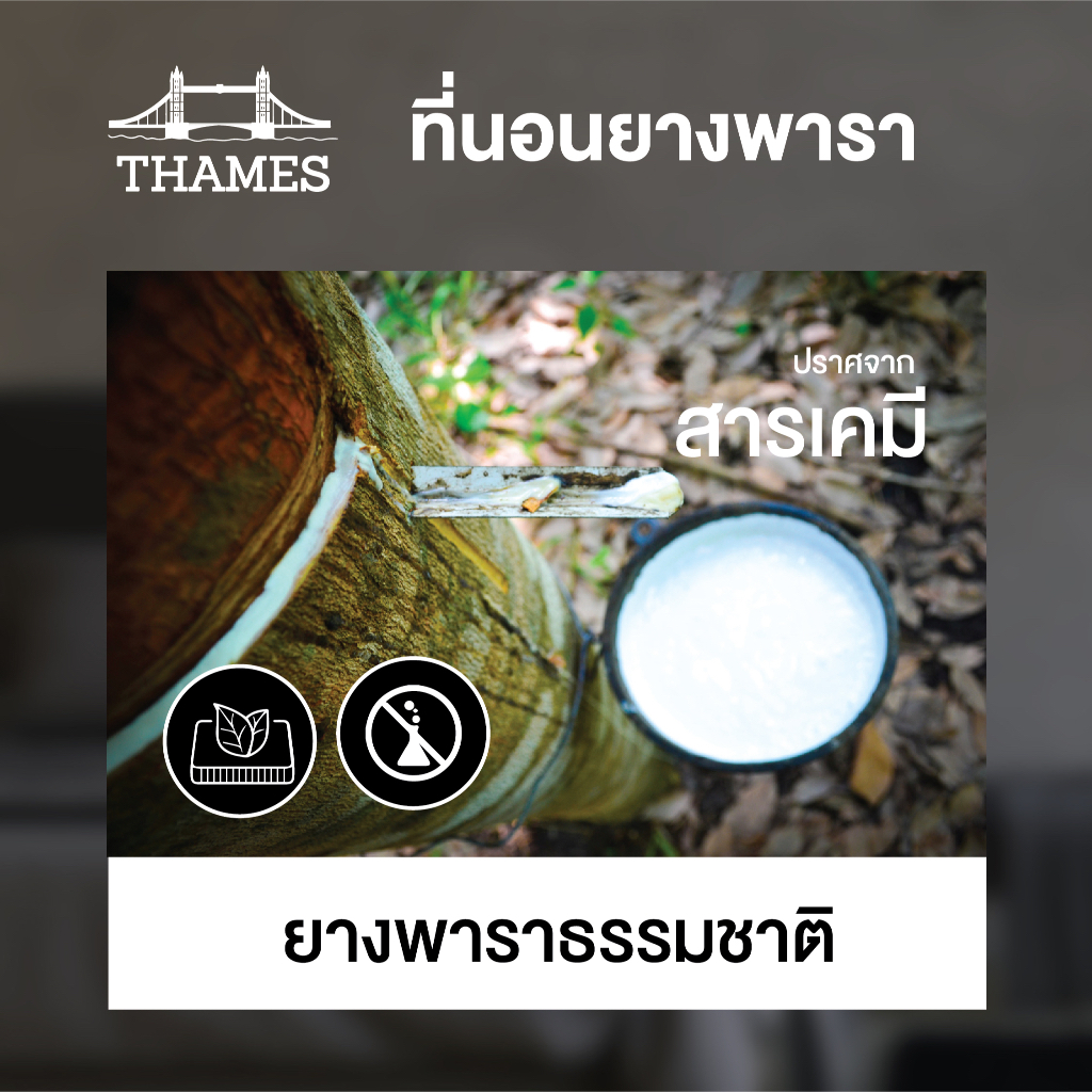 Thames ที่นอนยางพาราแท้ 100% Firm ลดล้างสต๊อก เพื่อสุขภาพ ฉีดขึ้นรูป ผลิตในไทย topper