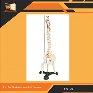 Flexible Desk-size Vertebral Column