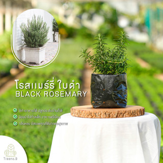 Treeno.9 T163 โรสแมร์รี่ ใบดำ กลิ่นหอมมาก (Black Rosemary) ถุงดำ 6 นิ้ว / สูง 20-30 ซม. / สมุนไพรฝรั่ง ดีต่อสุขภาพ (ต้นไม้)