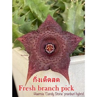 เก๋งจีน Huernia Candy Stone pranburi hybrid *กิ่งเด็ดสด* แคคตัส ไม้อวบน้ำ Cactus and Succulent