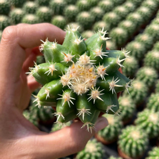 Echinocactus grusonii v intermedius ถังทองหนามสั้น ไม้เมล็ด