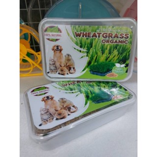 Wheat Grass Organic ชุดปลูกต้นข้าวสาลีออร์แกนิค อาหารเสริมสำหรับสัตว์เลี้ยง สัตว์ฟันเเทะ