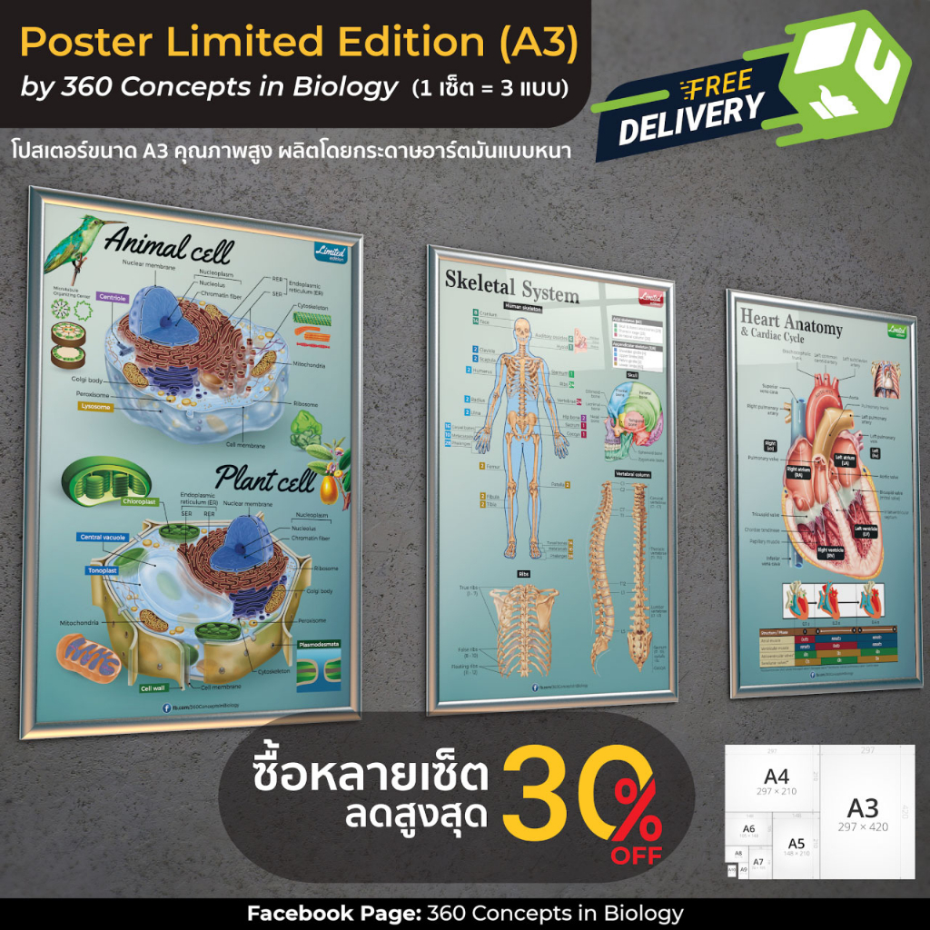 [Set] Poster limited Ed. (A3) (1 Set = 3 แผ่น) l โปสเตอร์ชีววิทยา l Cell Structure, Skeletal System 