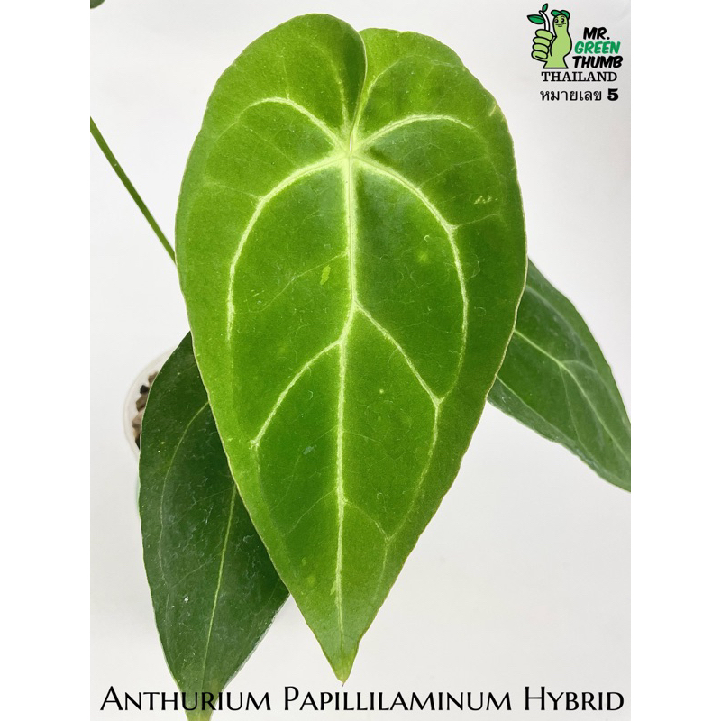 Anthurium Papillilaminum Hybrid ไม้เมล็ดหน้าวัวลูกผสมหน้ากำมะหยี่ หมายเลข 5