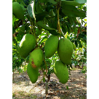 มะม่วงโชคอนันต์ มีทั้งแบบอ่อน และ แบบแก่ เก็บสดใหม่ทุกวัน 🥭จำหน่ายทั้งปี🥭 บรรจุ 1 กิโล