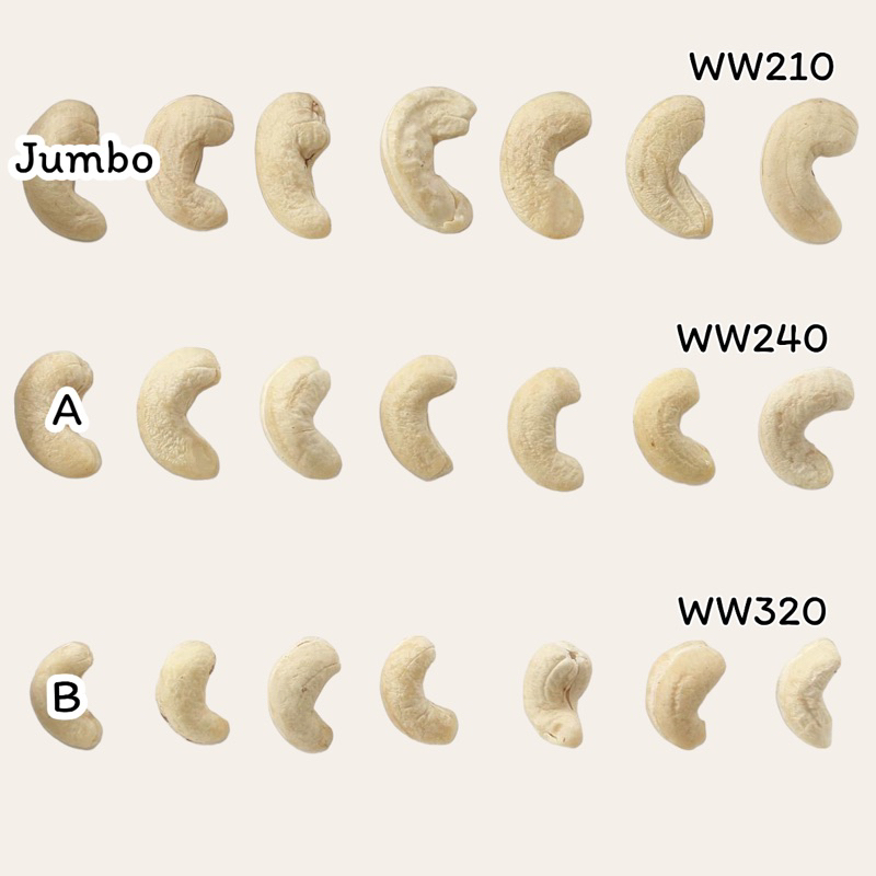 เม็ดมะม่วงหิมพานต์ ไซส์จัมโบ้ (ดิบ) 1 kg. เม็ดใหม่ เม็ดใหญ่Jumboมาก ขาว สวย ไม่ค้างสต็อก ไม่เหม็น ไม่หืน ไม่มอด