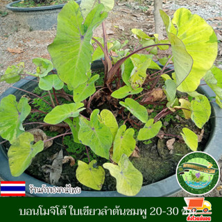 บอน โมจิโต้ รีเวิร์ส โคโลคาเซีย โมจิโต้ สายพันธุ์แท้ ชำเอง ตัดสด ทุกวัน ใบสีเขียว ด่างเล็กน้อย ลำต้นขาวชมพู หายาก