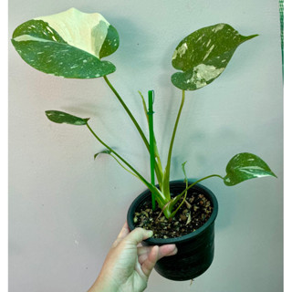 Monstera มอนสเตอร่า (ออเรีย), มอนเตอร่าไทคอน,มอนสเตอร่าอัลโบ้ 🌿 1แถม1