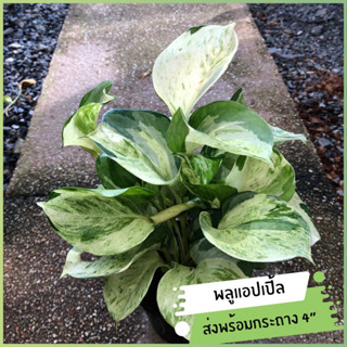 พลูด่างแอปเปิ้ล Epipremnum Aureum ต้นไม้มงคลฟอกอากาศ แก้ภูมิแพ้ ส่งพร้อมกระถาง 4 นิ้ว