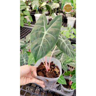 อโลคาเซีย พิ้งค์ ดรากอน#Alocasia Pink Dragon