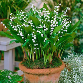 ลิลลี่ออฟเดอะวัลเลย์ Lily of the Valley กอละ 50บาท