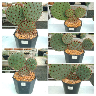 กระบองเพชรมิกกี้เมาส์/แคคตัสหูกระต่ายแดง/Opuntia rufida