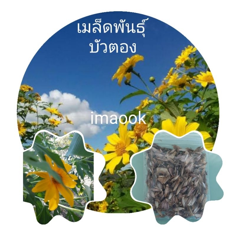 เมล็ดพันธุ์ดอกบัวตอง 50 เมล็ด