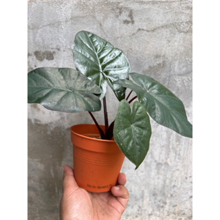 Alocasia Yucatan Princess อโลคาเซีย ยูคาทานปริ้นเซส กระถาง4นิ้ว