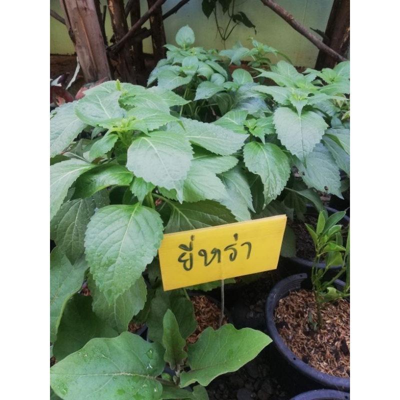 ต้นยี่หร่า  ผักสวนครัว กระถาง 5.5 นิ้วและไม้ถุง3*7นิ้ว ราคา 19-30 บาท