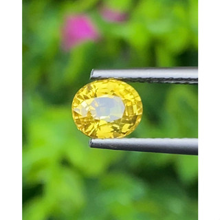 พลอย บุษราคัม Yellow Sapphire 1.43 กะรัต (Cts.)