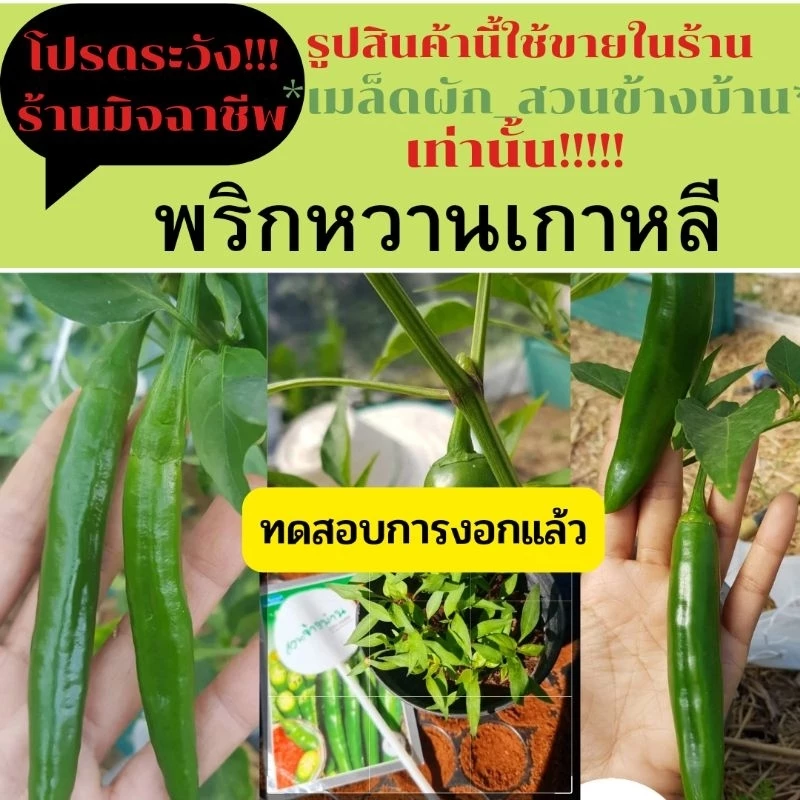 พริกเกาหลี 5เมล็ด พริกหมูย่าง หวานไม่เผ็ด
