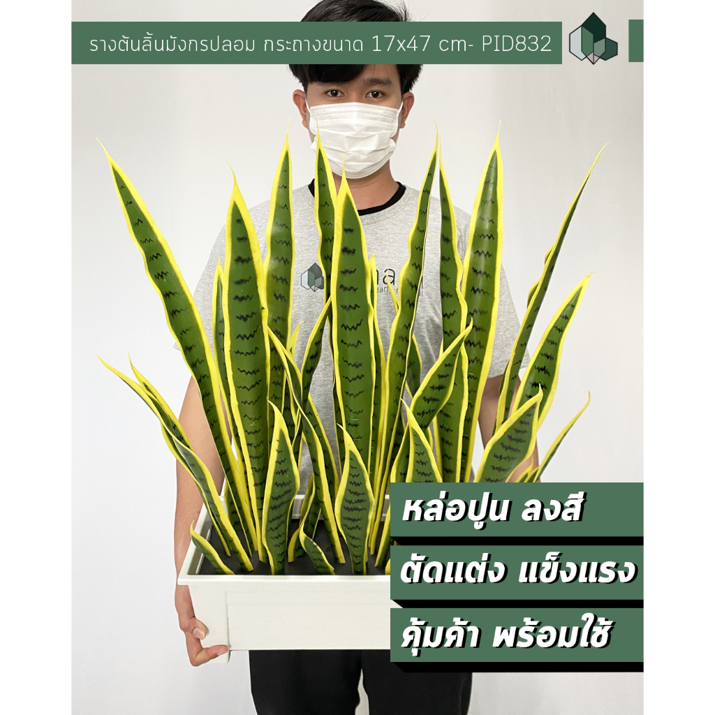 รางต้นลิ้นมังกรปลอม สูง 70 CM พร้อมกระถางรางขาว[ออกใบกำกับภาษีได้ ]