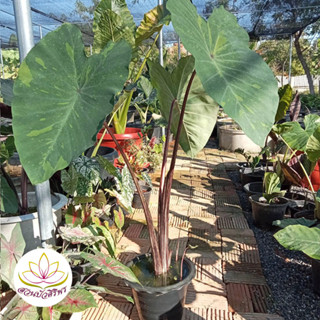 โคโลคาเซีย เลม่อน ไลม์ เก็คโกะ Colocasia Lemon Lime Gecko