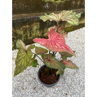 บอนสี #Caladium Desire Sunset กระถาง 8นิ้ว