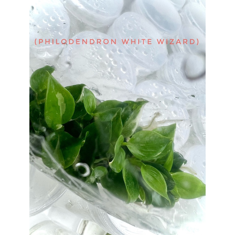 (Philodendron White Wizard) ฟิโลเดนดรอน ไวท์ วิสาจ พ่อมดขาว (ถุง 10ต้น )
