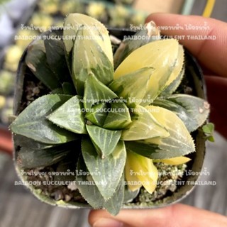 Haworthia Retusa variegated ฮาโวเทียด่าง ​ Succulent​ Echeveria​ กุหลาบหิน​ ไม้อวบน้ำ แคคตัส ไลทอป lithop