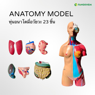 หุ่นอนาโตมี่อวัยวะ 23 ชิ้น หุ่นจำลองอวัยวะสูง 45cm ANATOMY MODEL By Fangkhem