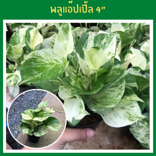 พลูด่างแอปเปิ้ล Epipremnum Aureum ต้นไม้มงคลฟอกอากาศ แก้ภูมิแพ้ ส่งพร้อมกระถาง 4 นิ้ว