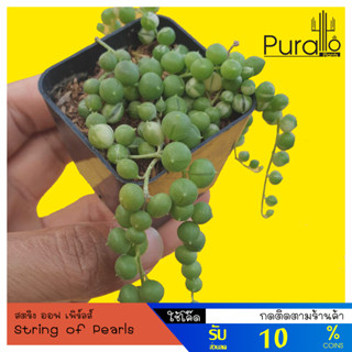 ต้นไม้อวบน้ำ กุหลาบหิน สร้อยไข่มุกด่าง String of Pearls Variegated #succulents